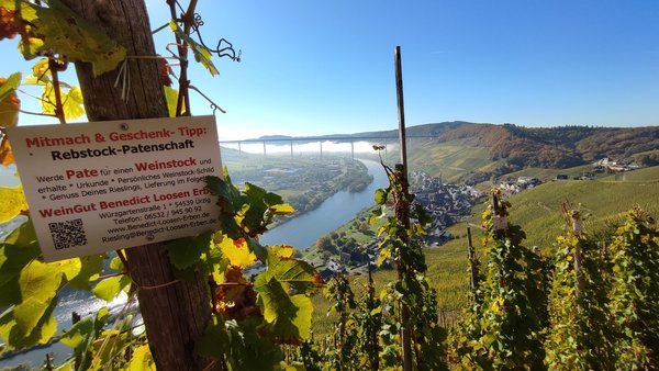Termin auf Anfrage: Online Weinprobe Riesling 2020er "Der Neue"  -  Versandkostenfrei Deutschland